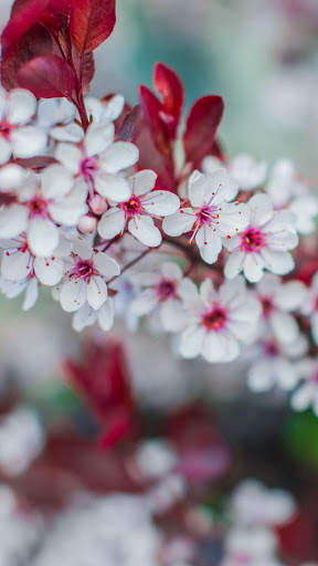 Beautiful Spring Wallpaper screenshot 13