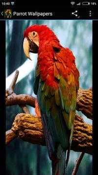 Parrot Wallpapers 3 تصوير الشاشة