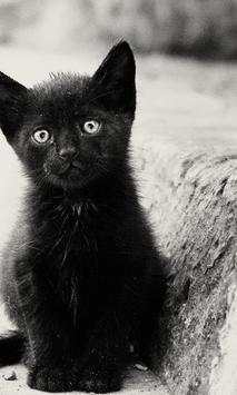 Black kitten wallpapers screenshot 2