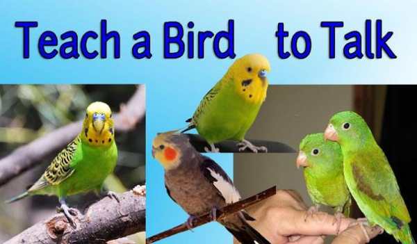 Teach a Bird to Talk screenshot 2