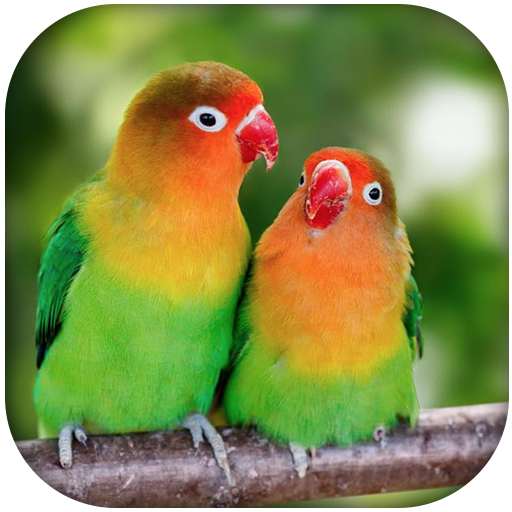 Lovebird sounds icon
