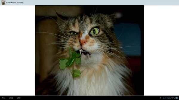 Funny Animal Pictures screenshot 6