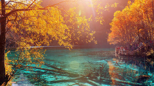Autumn Live Wallpaper (wallpapers & backgrounds) screenshot 12