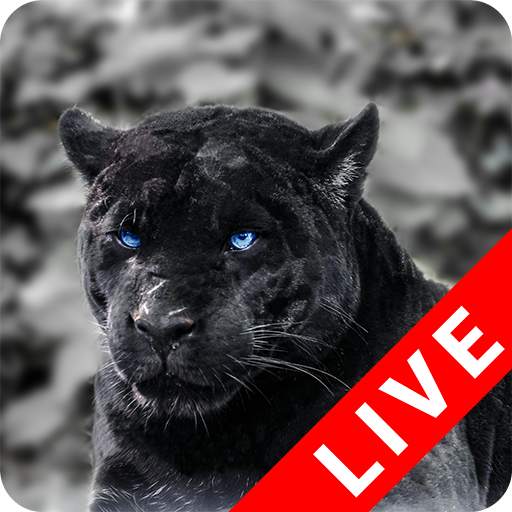 Black Panther Live Wallpaper 0.5