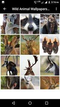 Wild Animal Wallpapers HD 5 تصوير الشاشة