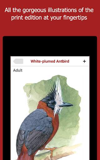 Birds of Peru screenshot 8