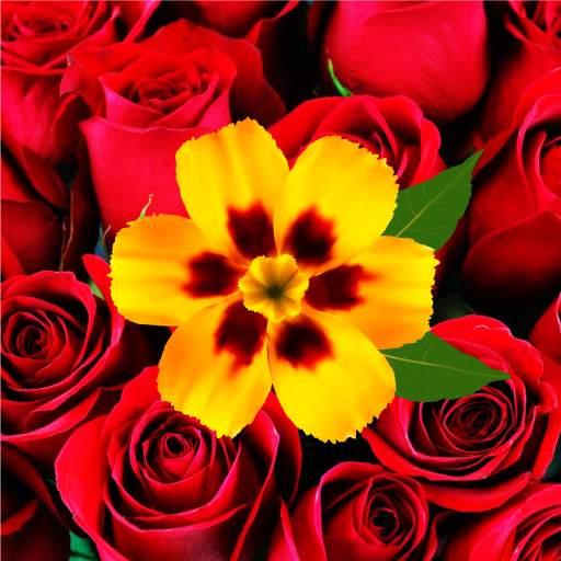 Flower Wallpaper 4K & HD 1.0