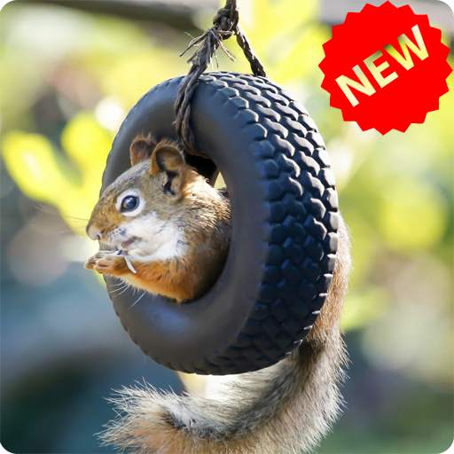 Squirrel Wallpaper 1.1
