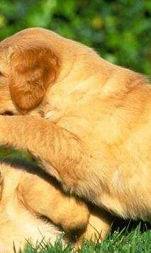 Retriever Wallpapers screenshot 4