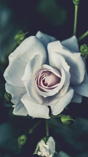 White Rose Wallpapers screenshot 2