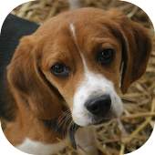 Dog Sounds 1.0