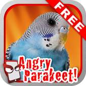 Angry Parakeet Free! 1.074