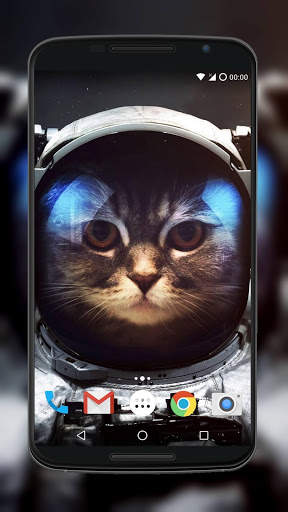 Cute Cat Wallpaper screenshot 1