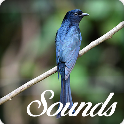 Drongo Bird Song Sounds and Ringtone icon