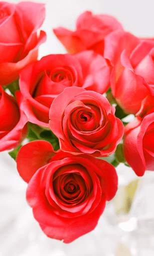 Rose Live Wallpaper screenshot 1