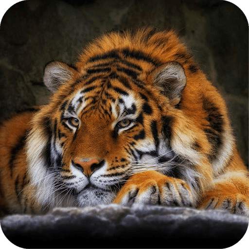 Tiger Wallpaper screenshot 18