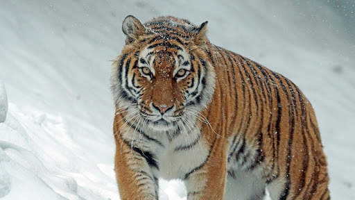 Tigre Live Wallpaper screenshot 6