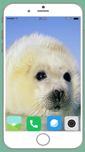 Harb Seal Full HD Wallpaper screenshot 5