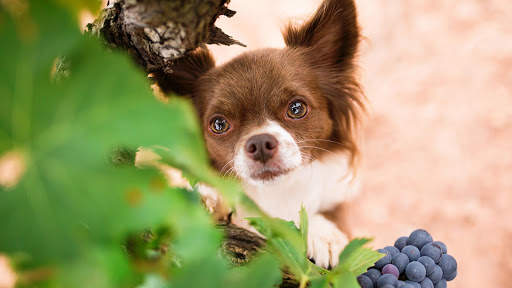 Chihuahua Wallpaper HD & 4k Backgrounds screenshot 9