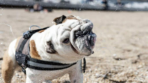 🐕 Bulldog Wallpapers - Dog Wallpapers screenshot 7