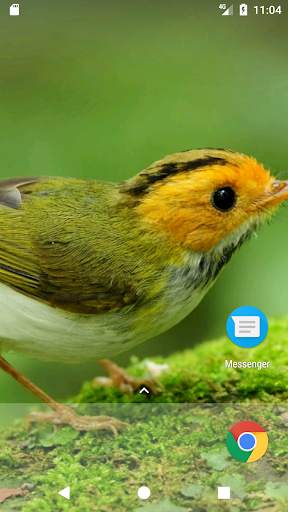 Sweet Bird HD FREE Wallpaper screenshot 4
