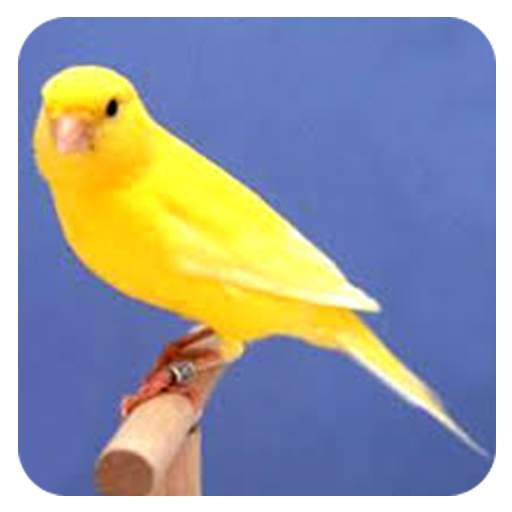 Canaries Birdsong All Varian 1.5