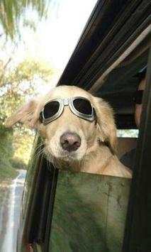 300.Free Funny Dog Pictures HD screenshot 7