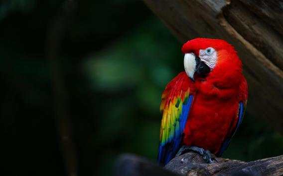 Parrot Bird Live Wallpaper screenshot 3