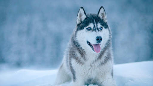 Siberian Husky Wallpapers : backgrounds hd screenshot 24