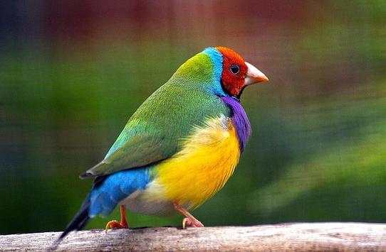 Birds Jigsaw Puzzle World screenshot 5