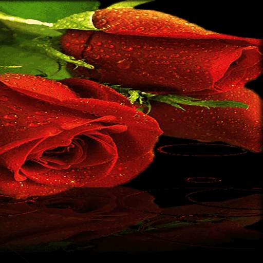 Red Roses Live Wallpaper 3