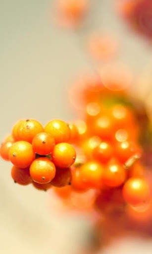 Berries Live Wallpaper : 7fon & LWP screenshot 2