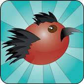 Crazy Birds 1.0