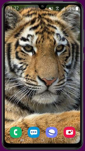 Royal Tiger Wallpaper HD 1 تصوير الشاشة