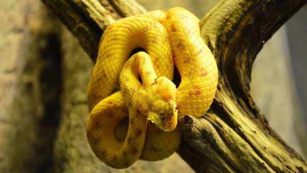 Snake Live Wallpaper - backgrounds hd 11 تصوير الشاشة