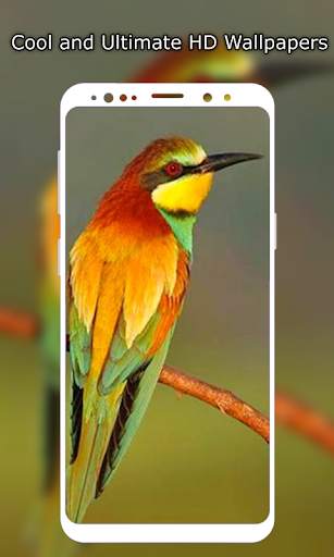 Birds Wallpaper HD स्क्रीनशॉट 4