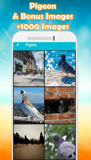 Pigeon Wallpaper HD 🐦 4 تصوير الشاشة