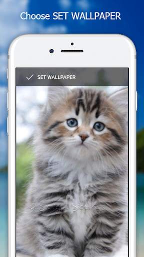 Cutie Cat Wallpaper screenshot 5