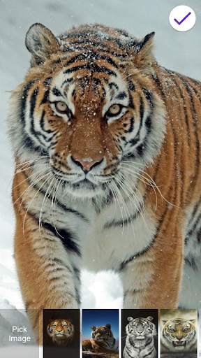 Tiger 3D Lock Screen 6 تصوير الشاشة