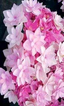 Flowers Wallpapers. скриншот 1