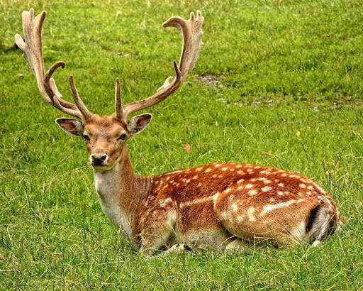 Wild animals wallpapers screenshot 5