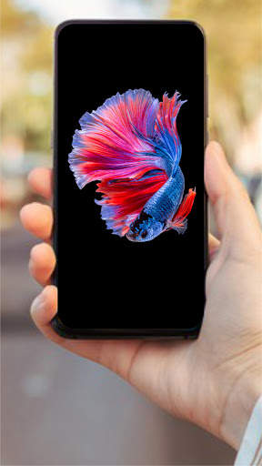 Wallpaper Ikan Cupang HD 🐟 screenshot 1