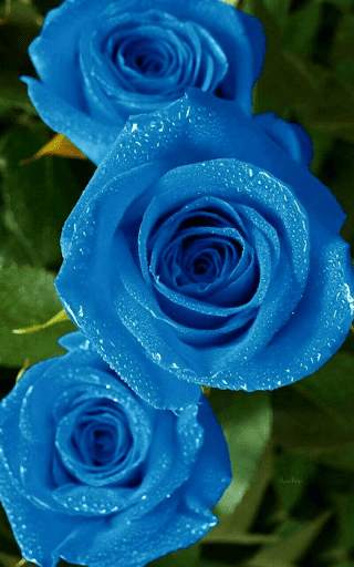 Blue Rose Live Wallpaper screenshot 4