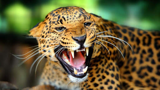 Leopard Live Wallpaper (Wallpapers & Backgrounds) 12 تصوير الشاشة
