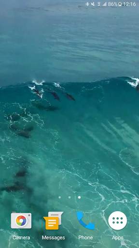 Dolphins Video Live Wallpaper screenshot 3