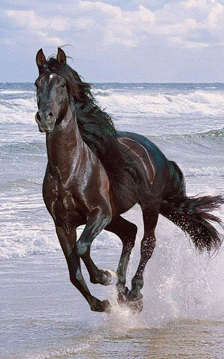 Horse Wallpapers | hd backgrounds screenshot 7