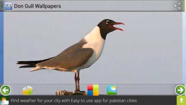 Don Gull Wallpapers screenshot 1
