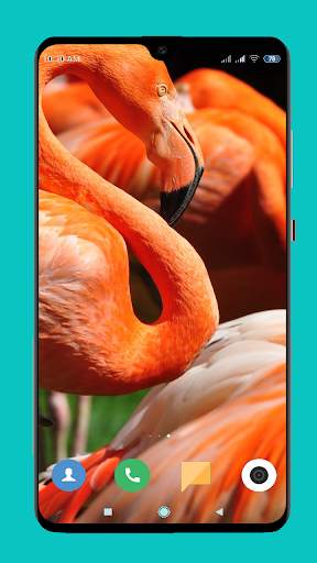 Flamingo wallpaper 4K screenshot 12