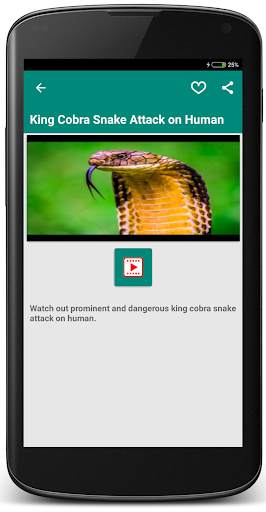 King Cobra Snake - Videos скриншот 2