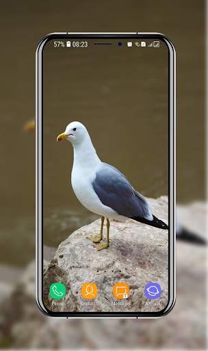 Birds Wallpaper screenshot 11